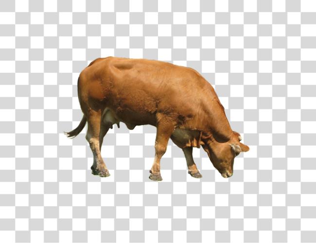 Download Cow Clip Art