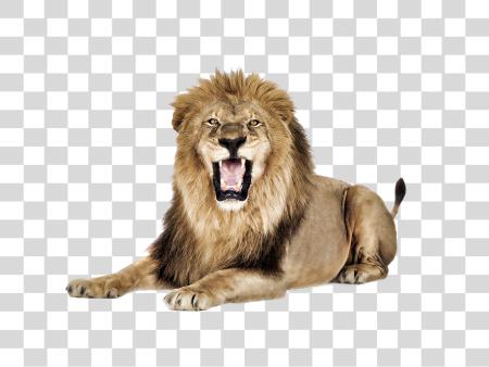 下载 Lion Roaring Wildlife 大 猫 Facts PNG file