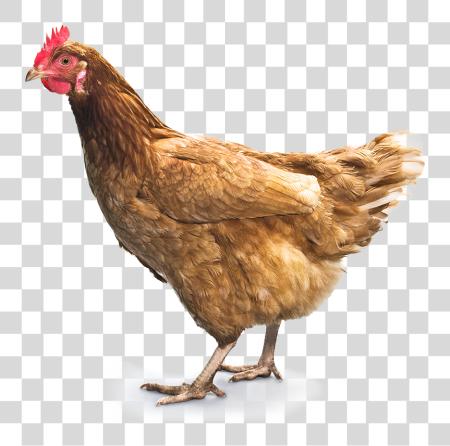 تحميل Chicken بي ان جي ملف