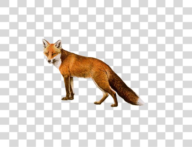 Download Fox Clip Art