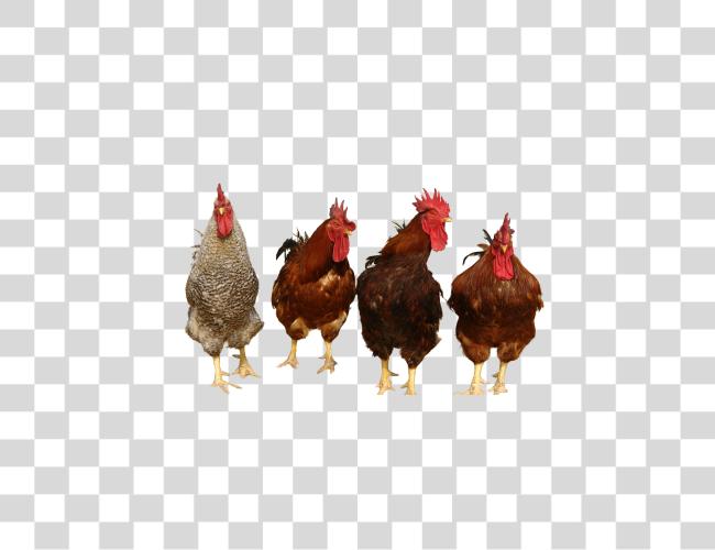 Download Chicken Clip Art