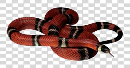 下载 Snake File PNG file