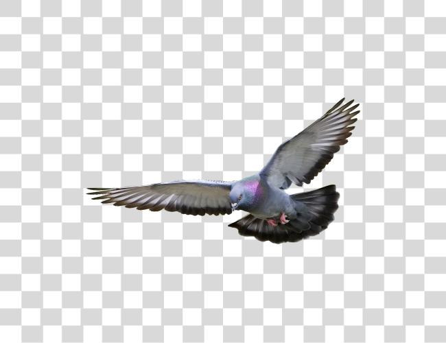 تحميل Pigeon مقطوعة فن