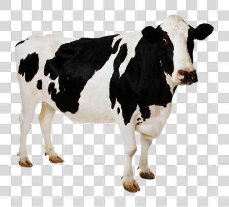 Download Cow PNG file