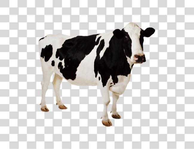 Download Cow Clip Art