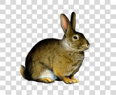 Download Rabbit staring PNG file