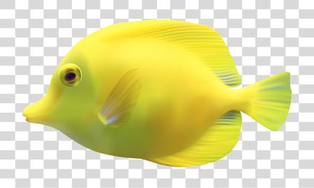 Download Fish PNG file