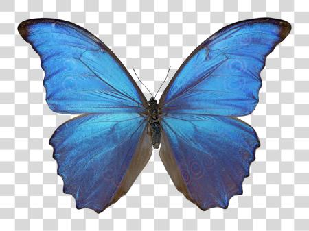 Download azul Morpho mariposa Tropical insecto vibrante colores PNG file