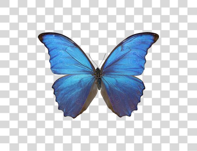 Download Blue Morpho Butterfly Tropical Insect Vibrant Colors Clip Art