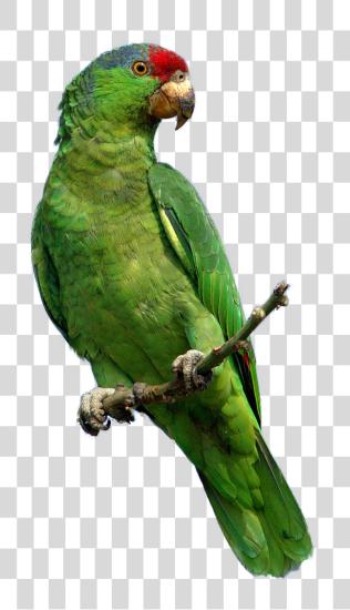 Download Parrot File PNG file