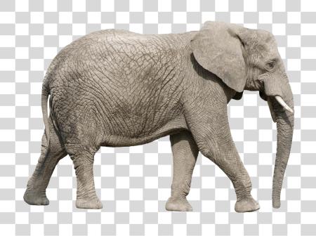 Download africano elefante caminando PNG file