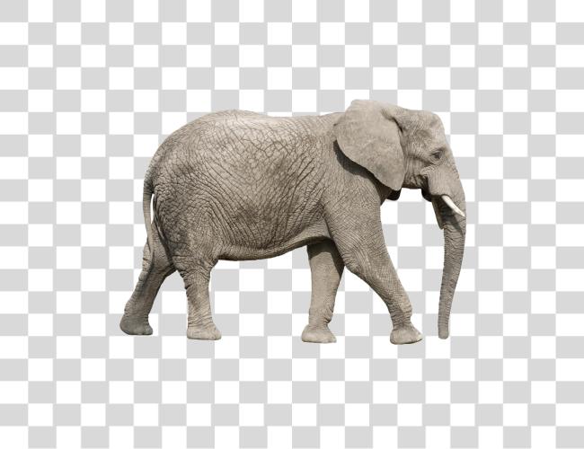 Download African Elephant Walking Clip Art