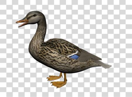 下载 Duck PNG file