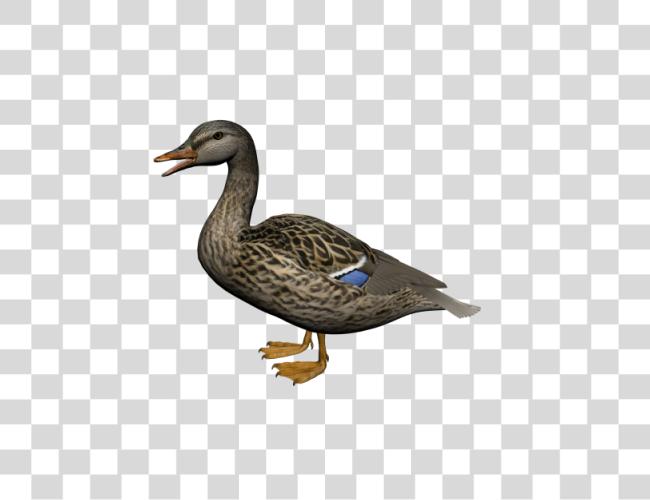 Download Duck Clip Art