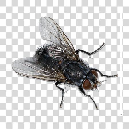 Download Fly PNG file