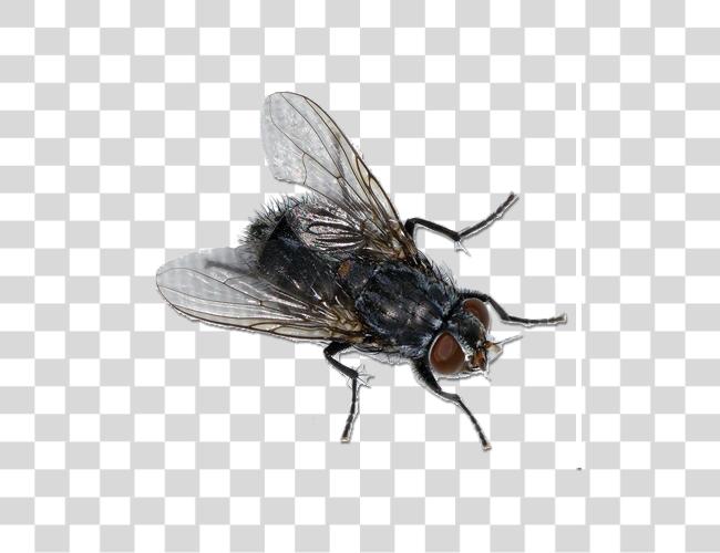 Download Fly Clip Art