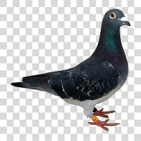 下载 Pigeon PNG file