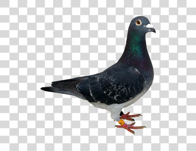 تحميل Pigeon مقطوعة فن