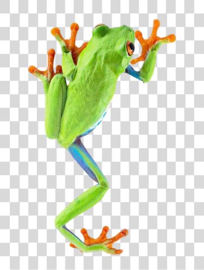 Download Frog PNG file