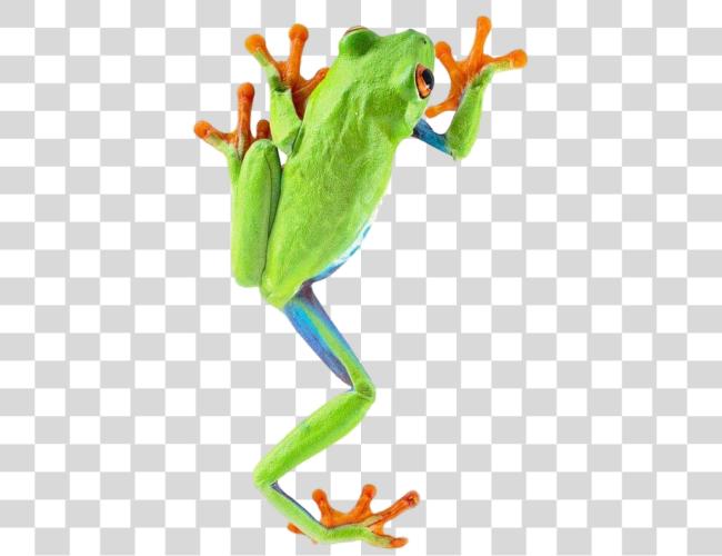 Download Frog Clip Art