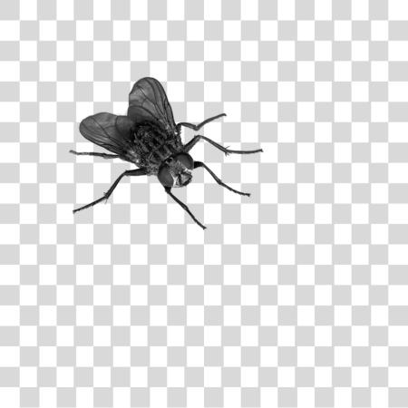 تحميل Fly بي ان جي ملف