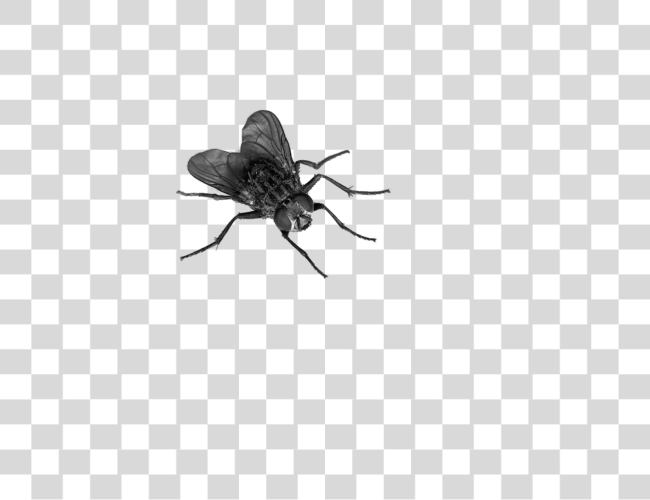 Download Fly Clip Art