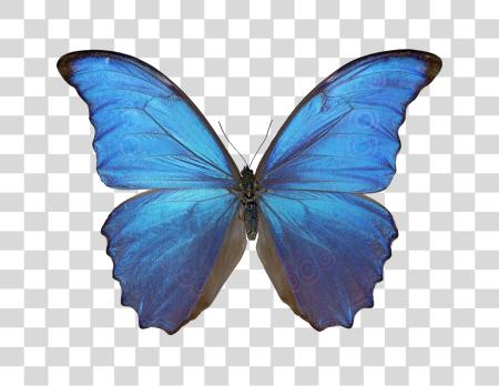 Download Beautiful azul mariposa símbolo of elegancia y naturaleza PNG file