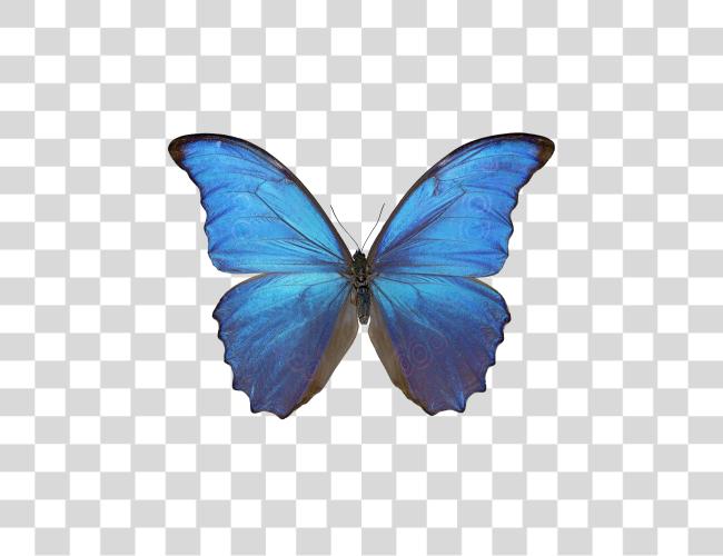 Download Beautiful Blue Butterfly Symbol of Elegance and Nature Clip Art