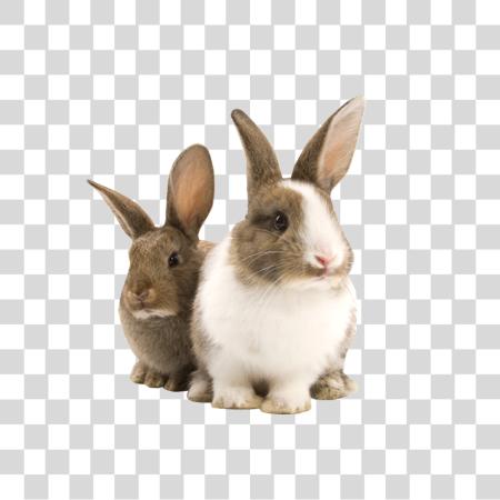 Download Rabbit PNG file