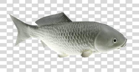 Download Carp Fish From Side View PNG file