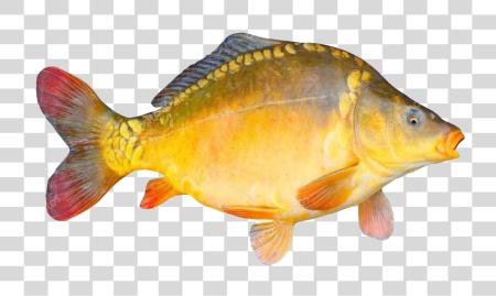 Download Common Carp Fish Side View PNG file