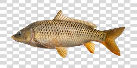 Download Side View of a Carp Fish PNG file