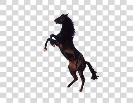 Download Horse PNG file