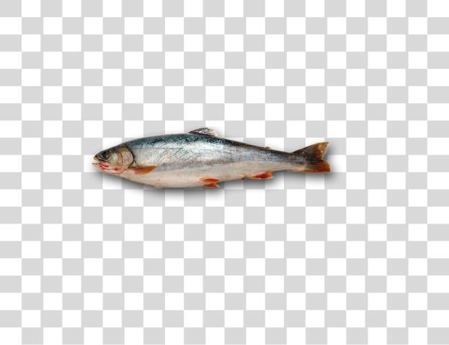 Download Fish Clip Art