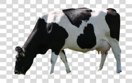 Download a Holstein Friesian cow Eating PNG file