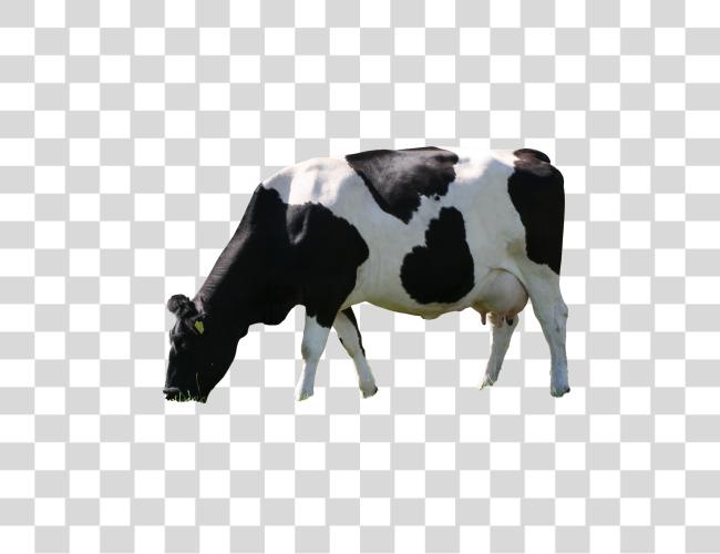 Download a Holstein Friesian cow Eating Clip Art