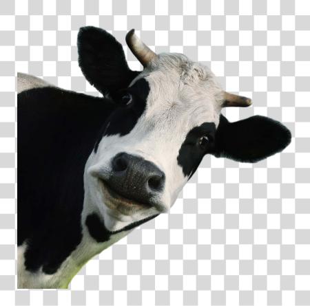 Download funny close up cow face PNG file