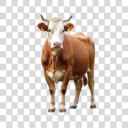 Download Brown and White Cow PNG file