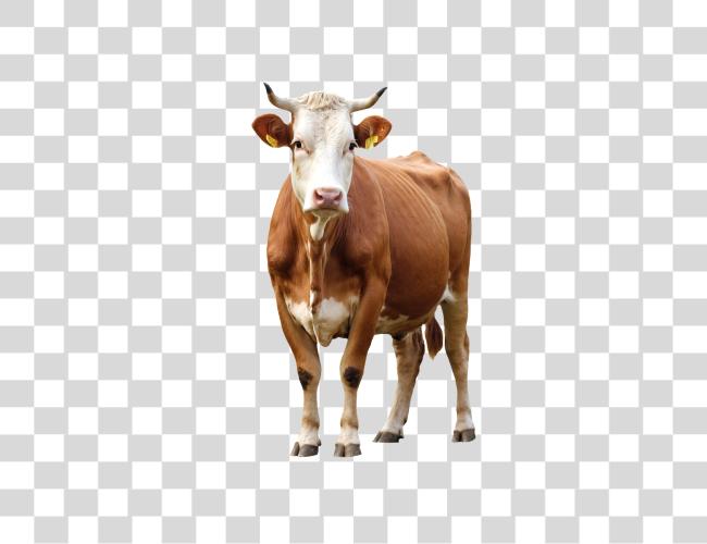 Download Brown and White Cow Clip Art