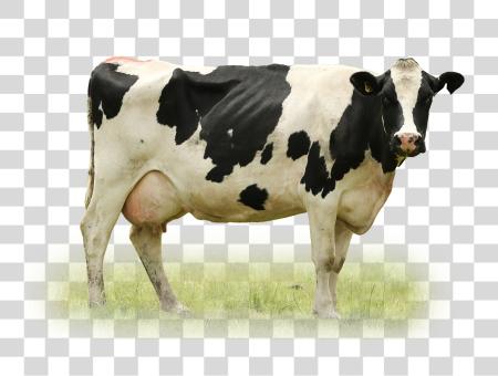 Download Black and White Dairy Cow Grazing in a Field PNG file