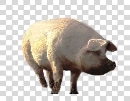 Download Farm Pig  PNG file