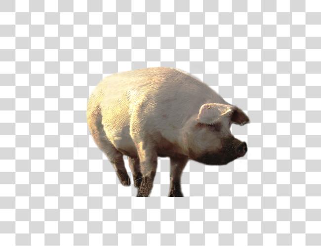 تحميل مزرعة Pig  مقطوعة فن