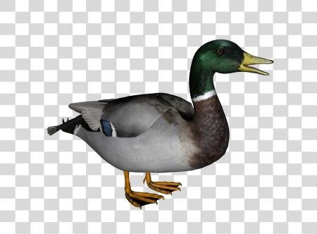 下载 Duck PNG file