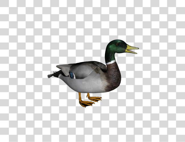 Download Duck Clip Art