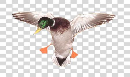 Download Duck PNG file