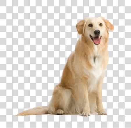 Download Friendly dorado Retriever juguetón Pet Companion PNG file