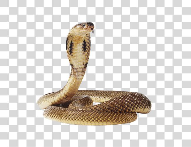 Download Snake Clip Art