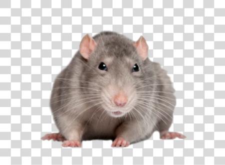 Download Friendly Domestic Rat as a Pet Rodent PNG file