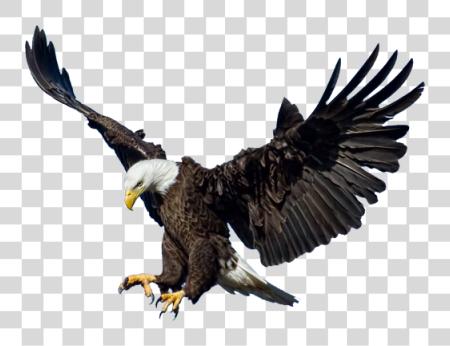 Download Bald Eagle Wildlife Photography and Raptor Flight PNG file