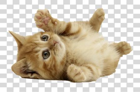 Download lindo naranja Tabby Kitten juguetón Pet Cutout PNG file